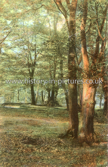 Forest Glade, Theydon Bois, Epping Forest, Essex. c.1910